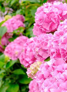 Hortensias