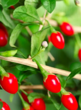 Goji CHINENSIS
