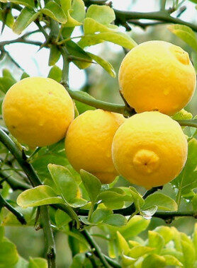 Citronnier ÉPINEUX