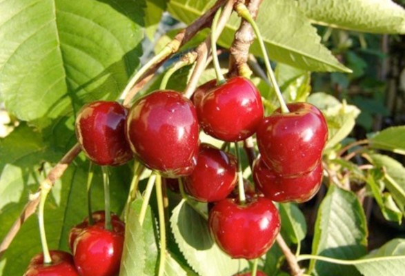 Cerisier non greffé (merisier)