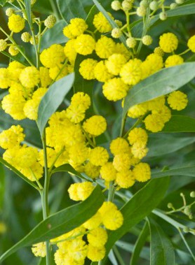 Mimosa 4 SAISONS