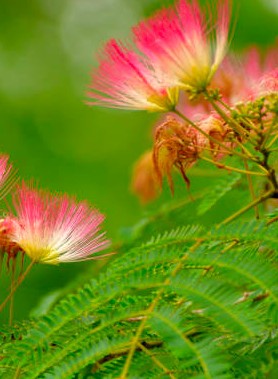Albizia OMBRELLA