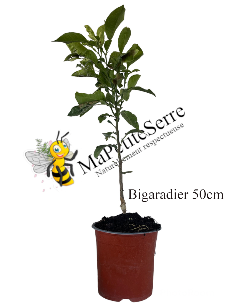 Oranger de Séville BIGARADIER – Image 3