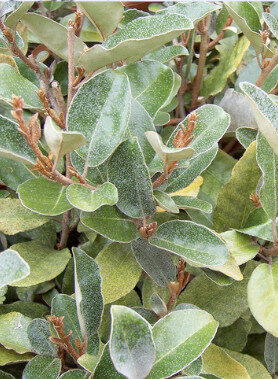 Eleagnus Ebbingei Compacta