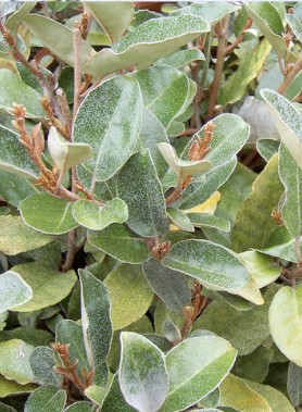 Eleagnus Ebbingei Compacta