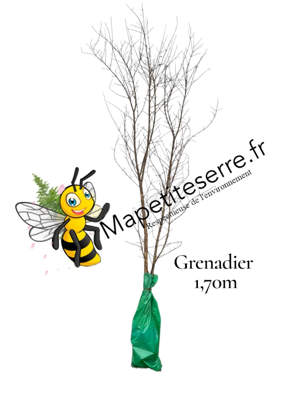 Grenadier WONDERFUL – Image 3