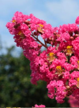 Lilas DES INDES