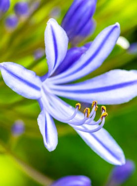 Agapanthes en mélange – Image 3