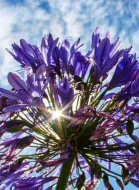 Agapanthes en mélange – Image 4