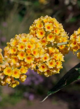 Buddleia - Arbre à papillon – Image 4