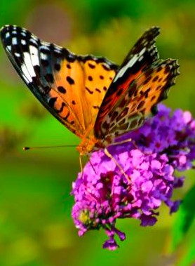Buddleia - Arbre à papillon