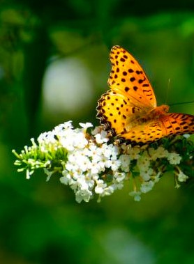 Buddleia - Arbre à papillon – Image 3