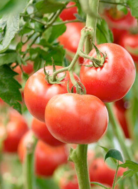 Graines de TOMATE