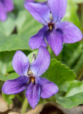 Violette des bois