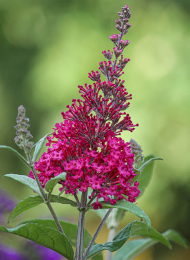 Buddleia - Arbre à papillon – Image 5