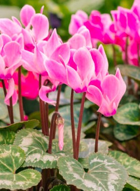 Cyclamens