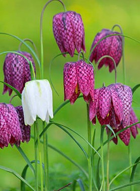 Fritillaires en mélange