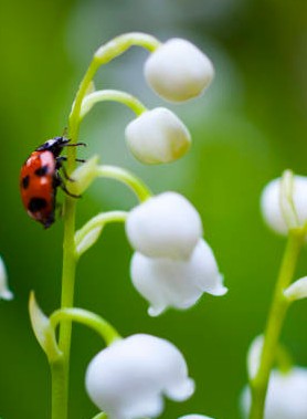 Muguet
