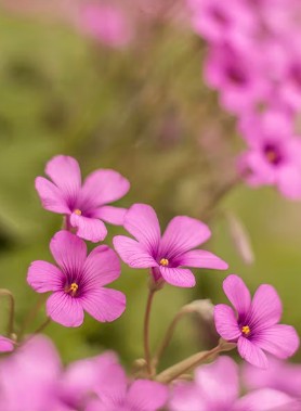 Oxalis