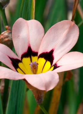 Sparaxis en mélange – Image 6