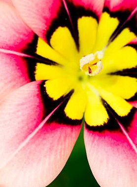 Sparaxis en mélange – Image 7