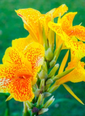 Cannas en mélange – Image 5