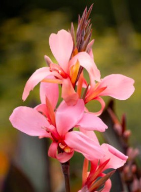 Cannas en mélange – Image 4