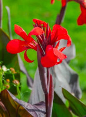 Cannas en mélange – Image 3