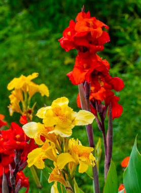 Cannas en mélange