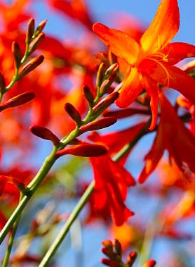 Crocosmia en mélange