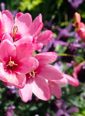 Ixia en mélange