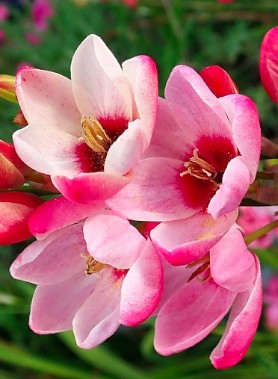 Ixia en mélange – Image 4