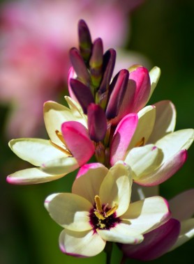 Ixia en mélange – Image 3