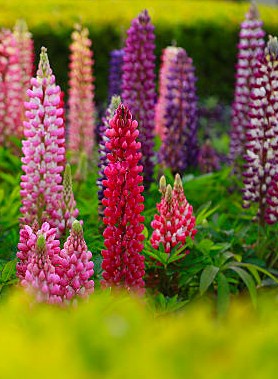 Lupins en mélange (plants)