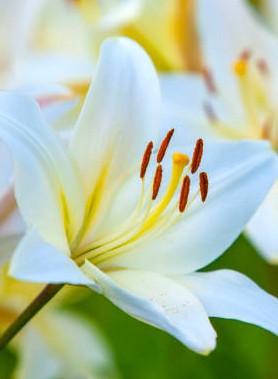 Lys/Lis en mélange