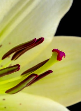 Lys/Lis en mélange – Image 6