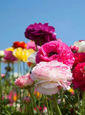 Renoncule en mélange