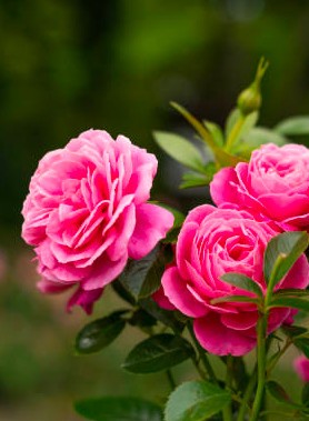 Rosier arbuste