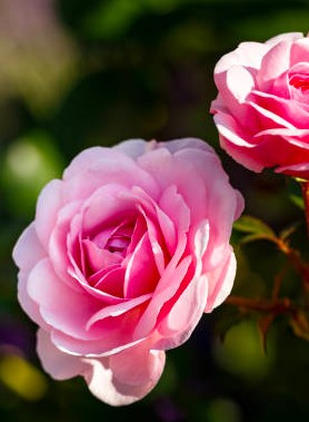 Rosier RANDILLA (Buisson) – Image 6