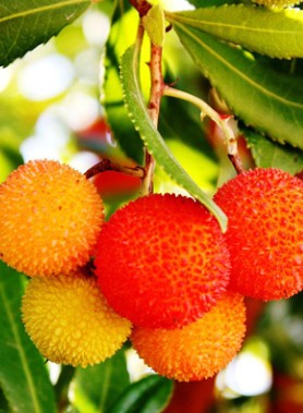 Arbousier - Arbre aux fraises