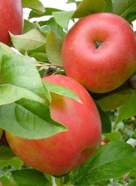 Pommier IDARED