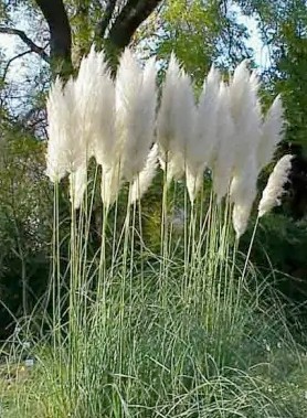 Herbe de la PAMPA