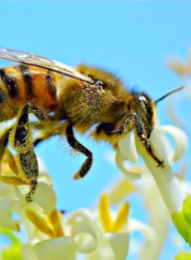 Graines pour Abeilles / Papillons et autres butineurs