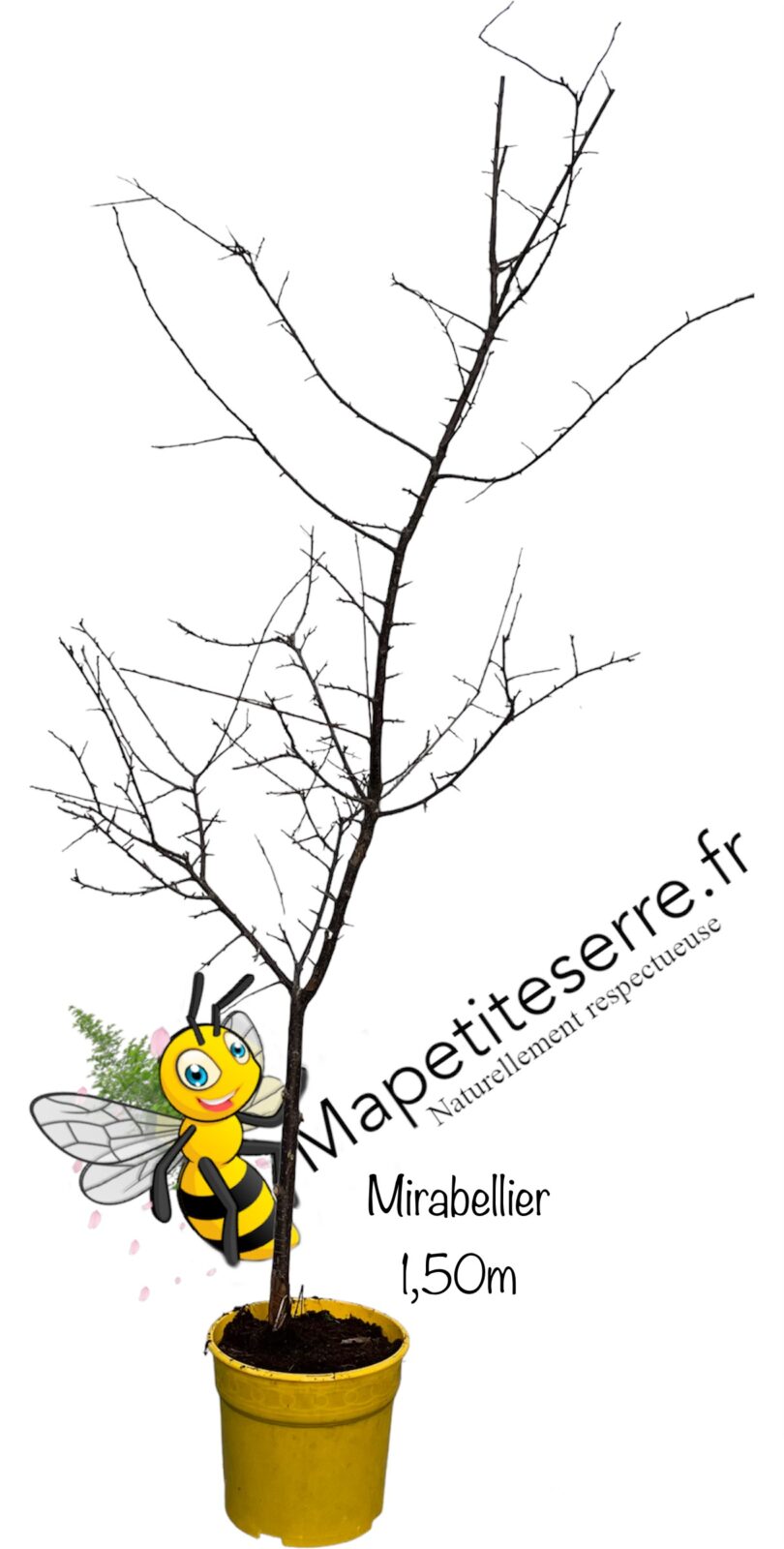 Prunier Mirabellier de NANCY – Image 3