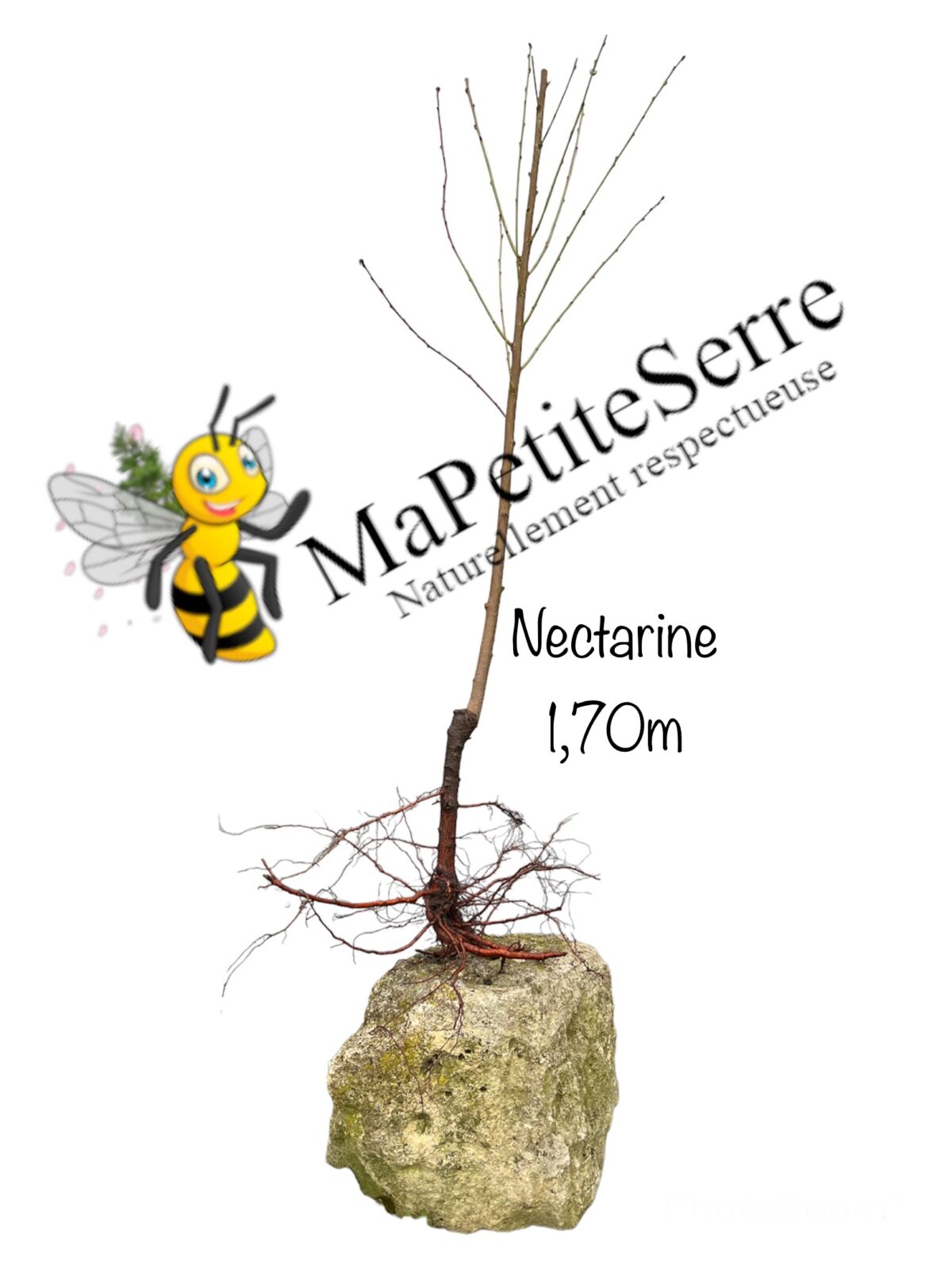 Nectarinier FANTASIA – Image 3