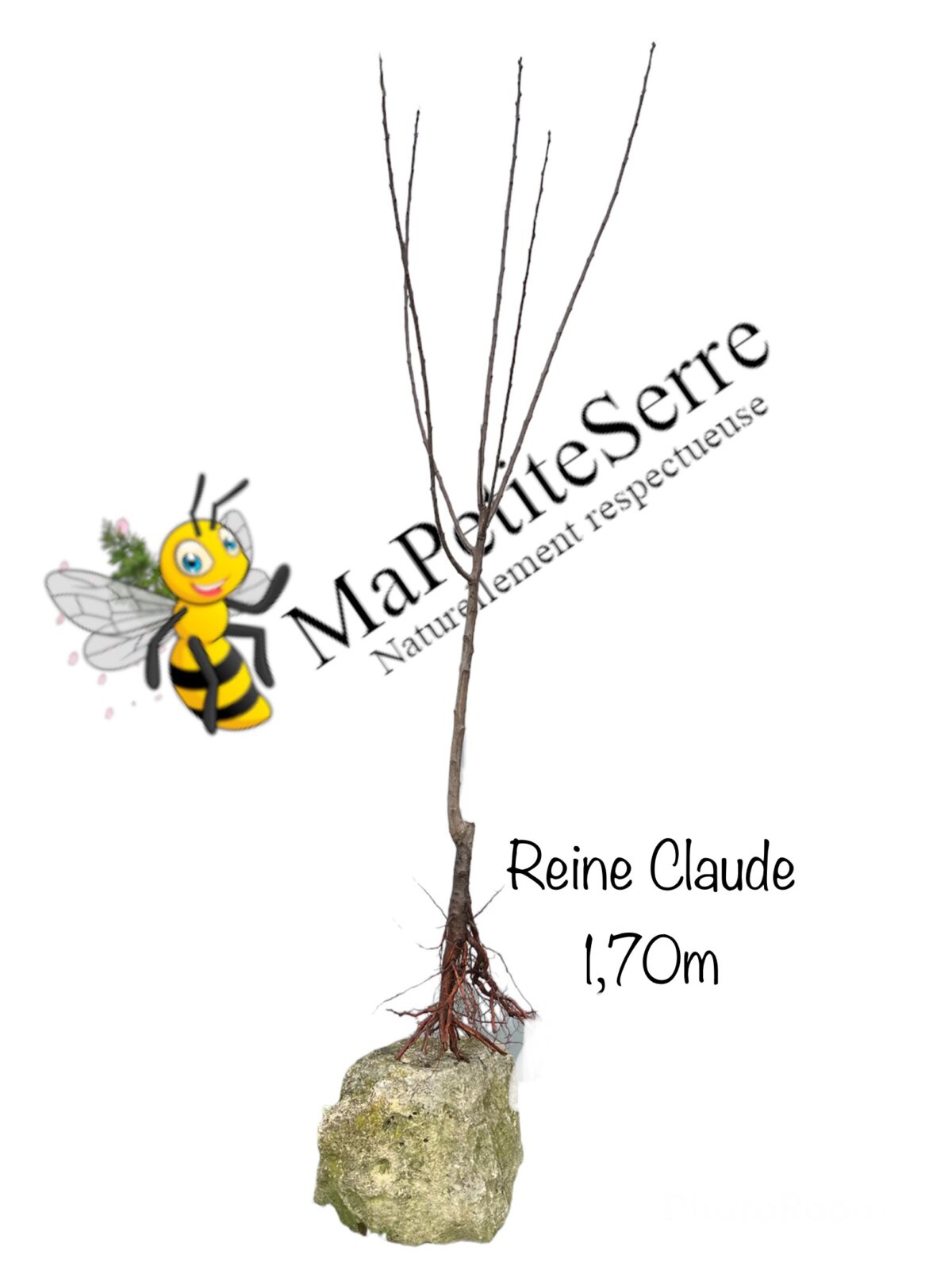 Prunier REINE CLAUDE VICTORIA – Image 3