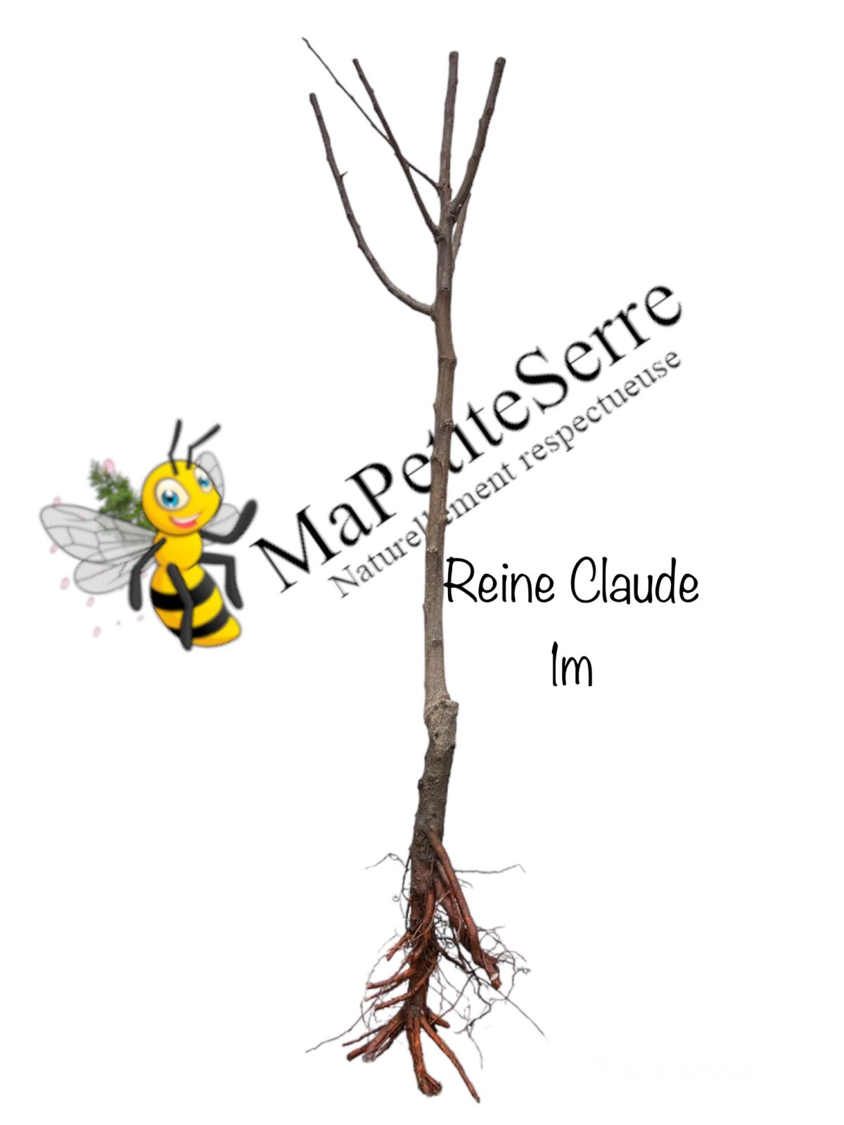 Prunier REINE CLAUDE VICTORIA – Image 4