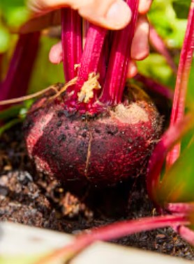 Graines de BETTERAVE ROUGE