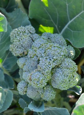 Graines de BROCOLIS