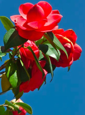 Camelia